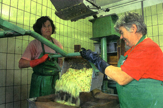 Die zerkleinerten Apfelstückchen, die Obstmaische genannt werden, verteilen Johanna Röder (links) und Anneliese Kreißl aus einem Metallbehälter auf Tücher.    Foto: Diana Deniz