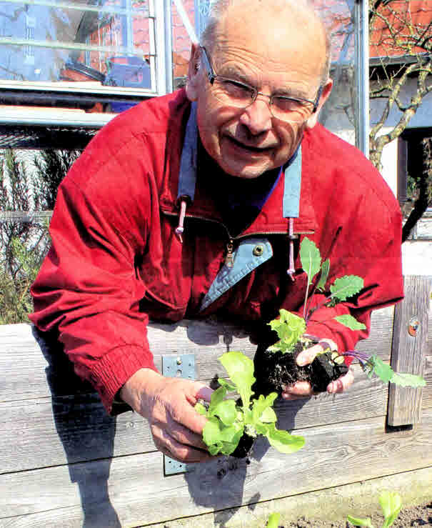 Hobbygärtner Hermann Geisenberger aus Batzenhofen pflanzt Salat ein.     Foto: Florian Ruler